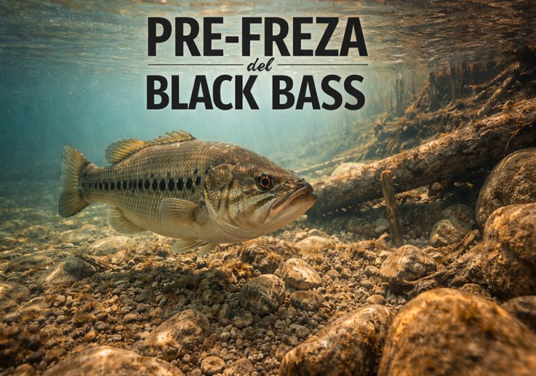 Black bass preparando zona para la pre-freza